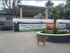 Quioscos de salud de pruebas COVID-19, alcaldía Cuajimalpa de Morelos. Fotografía: Diana Elena Arredondo Linares
