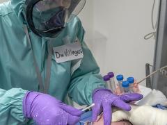 La doctora Isabel Viallegas, doctora infectóloga de neonatos, quien ha llevado a cabo una labor incansable desde que inició esta pandemia, le realiza una prueba PCR a un bebé recién nacido. Este bebé acababa de nacer de una cesárea y en vez de pegarlo a la mamá, quien tenía Covid, lo aislaron y lo hisoparon inmediatamente para diagnosticarlo y saber los cuidados que deberán de aplicársele a él y a su mamá. Fotografía: María Paula Martínez Jáuregui