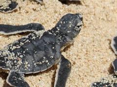  Las tortugas son de las principales especies que son traficadas en el país. Fotografía: Milenio.