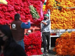 Vendedores de cempasúchil descargan sus productos de sus camiones para realizar su vendimia en el mercado de Jamaica, en imagen del pasado 27 de octubre. Fotografía: Luis Castillo