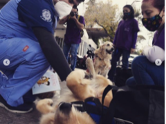 Cuatro personas alrededor de un par de perros Golden Retrieiver. Al frente esta una mujer y un hombre, con atuendo de hospital, en cuclillas acariciando a un perro que se encuentra “panza arriba”. Fotografía: Armando Martínez
