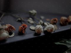 Varias rosas marchitas en el cuarto de Marisol. Fotografía: Quetzalli Blanco.