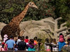 Cierre de zoológicos,