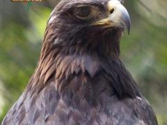 Águila real. Fotografía: El Santuario de Aves “El Nido”, Ixtapaluca.