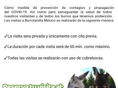 Protocolo Temporal de visita a Burrolandia México.