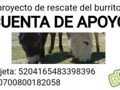 Flyer con cuenta de apoyo para donaciones monetarias. Burrolandia México.