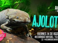 Flyer Ajolotes. Facebook Acuario del Bajío.