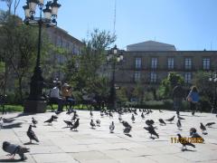 Hombre alimentando a las palomas. Fotografía Juan José Carrillo Coronel