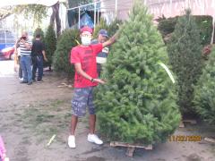Vendedor de arbolitos navideños con cubrebocas. Fotografía: Juan José Carrillo Coronel.