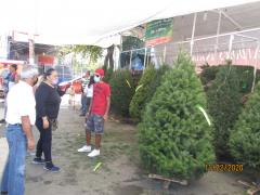 Cendedor y clientes de arbolitos navideños hacien uso del cubrebocas. Fotografía: Juan José Carrillo Coronel.
