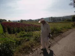 Campesino en sembradío de cempasúchil. Fotografía: Contraluz.