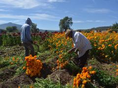 Campesinos recogiendo cempasúchil, Tarímbaro, Michoacán. Fotografía: La Voz de Michoacán.
