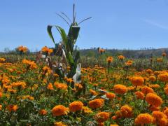 Sembradío de cempasúchil, Tarímbaro, Michoacán. Fotografía: La Voz de Michoacán.