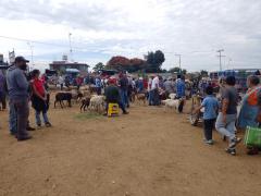 Venta de cabras y chivos en Baratillo en San Miguel Etla, Oaxaca. Fotografía: Perla Carolina Cruz Vásquez.