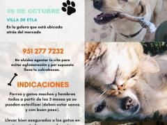 Cartel Mary estelirizando garritas. Jornada de esterilización en Villa de Etla, Oaxaca.