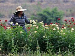 Florencia Chantes, floricultora, cuenta que su familia y tres trabajadores dependían de su campo de rosas. Fotografía: Andrés Lobato.