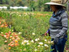 Florencia Chantes, floricultora, cuenta que su familia y tres trabajadores dependían de su campo de rosas. Fotografía: Andrés Lobato.