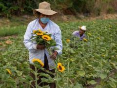 Emilia Mungía corta girasoles junto a su esposo para tirarlos porque no hay compradores. Fotografía: Andrés Lobato.