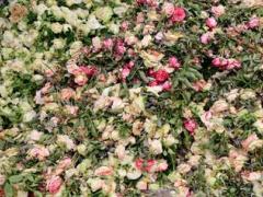 Cientos de rosas que se usarían para arreglos florales se van a la basura dada la depresión económica generada por el COVID-19. Emilia Mungía corta girasoles junto a su esposo para tirarlos porque no hay compradores. Fotografía: Andrés Lobato.