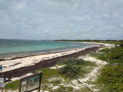 Playa de Xcacel-Xcacelito en pandemia. Fotografía: Red de Monitoreo del Sargazo Cancún.