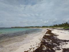 Playa de Xcacel-Xcacelito en pandemia. Fotografía: Red de Monitoreo del Sargazo Cancún.