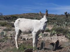 Burro blanco en Pollitos. Fotografía: José Victoriano Hernández Llanas.