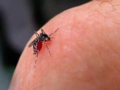 Picadura de mosquito. Fotografía: PULSO.