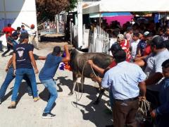 En honor a San Lázaro arrean a un bravo torete, Mazateupa, Nacajuca, Tabasco. Fotografía: Tabasco Hoy.