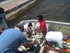 Acomodando pesca. Fotografía: Facebook H Ayuntamiento de Dzilam de Bravo.
