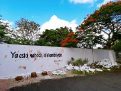 Barda 77: Ya está nohoch el framboyán. Fotografía: Enamora Mérida.