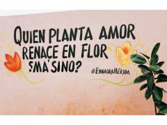 Barda 84: Quien planta amor, renace en flor ¿Ma'sino? Fotografía: Enamora Mérida.